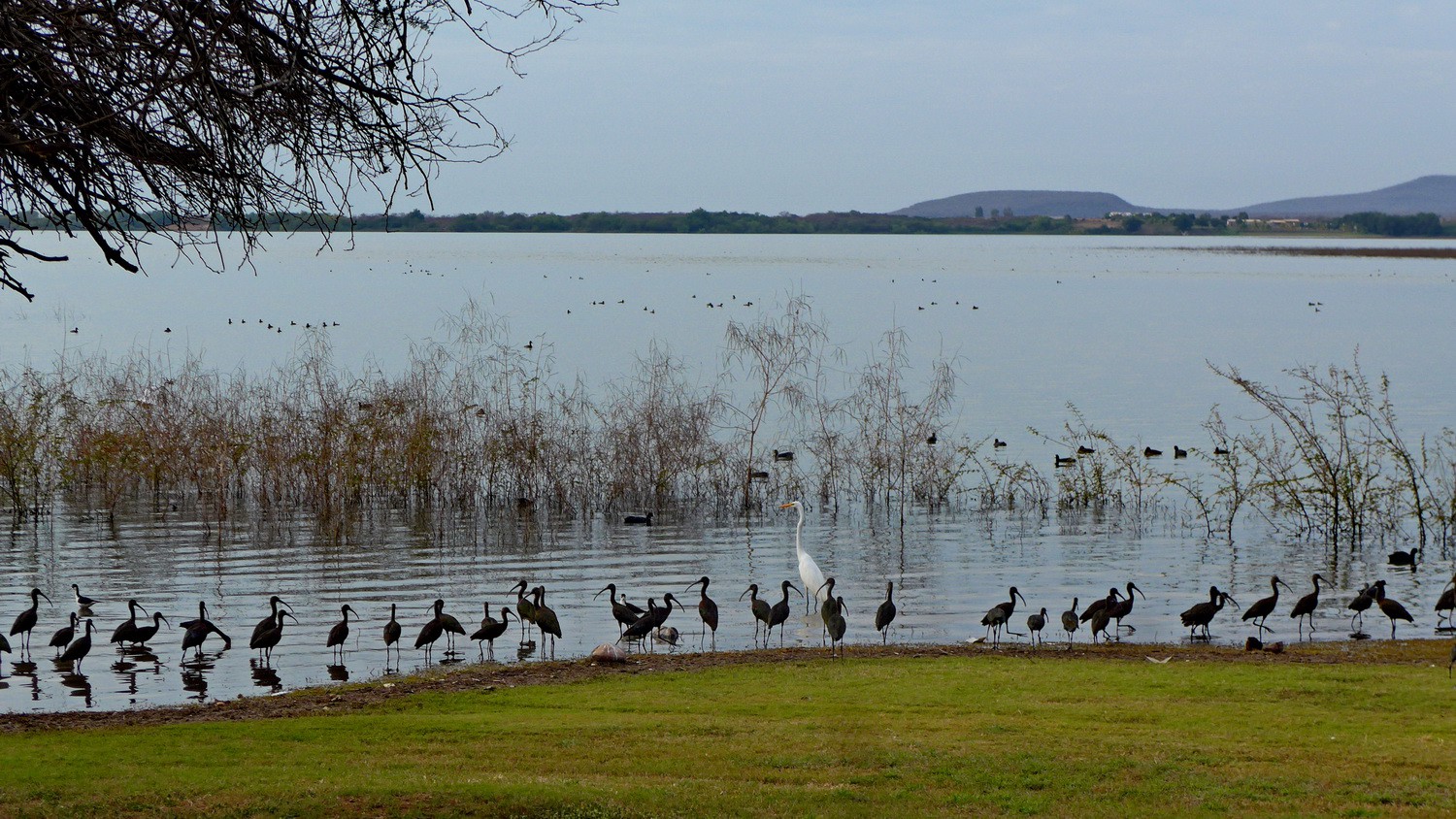 Birds in the Jardin Rinconada (25 kilometers south of Culiacán)